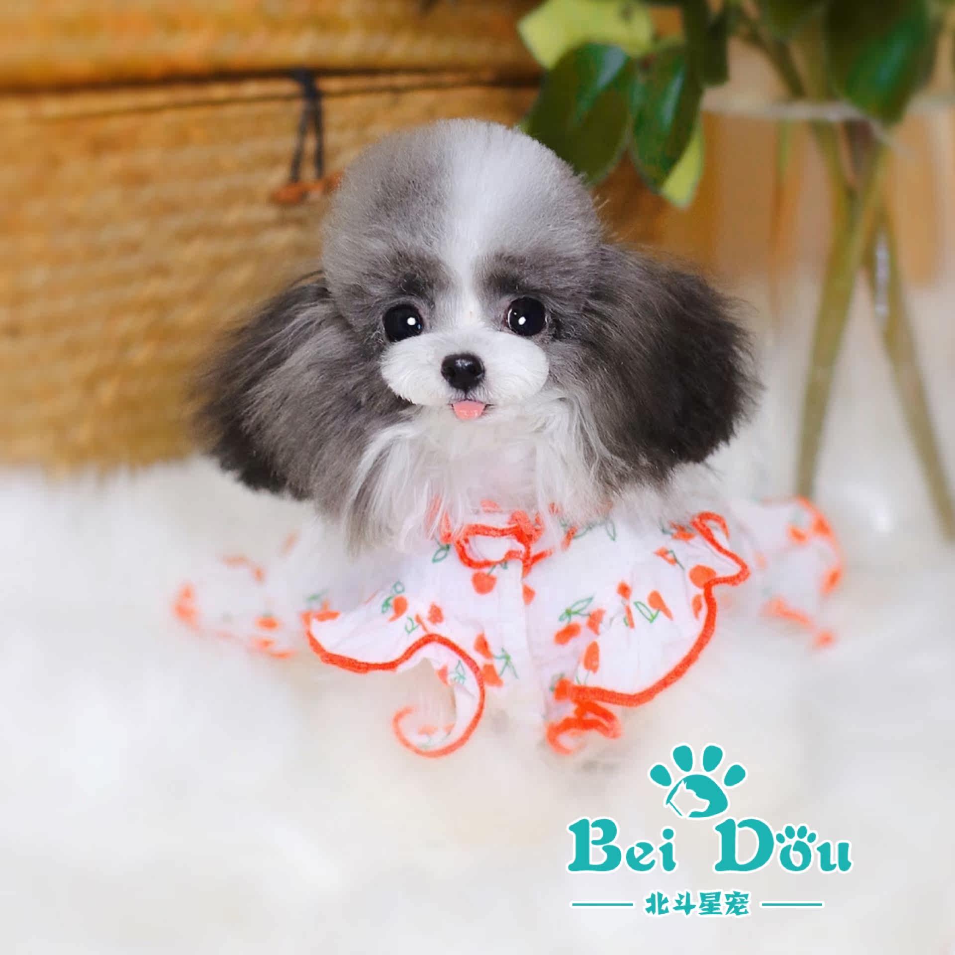 北斗种犬秀 花色泰迪犬宠物狗成年花花给大家问好灰白花哦