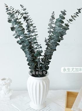 尤加利叶干花永生花摆件插花装饰