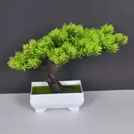 松柏盆景盆栽 新人首单立减十元 21年8月 淘宝海外