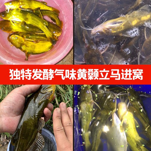 黄颡鱼窝料黄骨鱼饵料诱鱼信息素黄辣丁小药汪刺黄辣丁昂公底窝料 - 图1