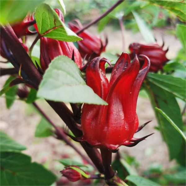 广西新晒洛神花红桃k干花玫瑰茄花茶农家晾晒500g精选一斤装-图3