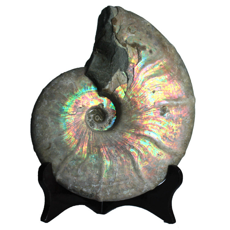 水玉冰魄天然斑彩螺原矿摆件原石螺化石彩虹泥螺萤光蓝金手把实物,淘宝优惠券,粉丝福利购,淘宝优惠卷