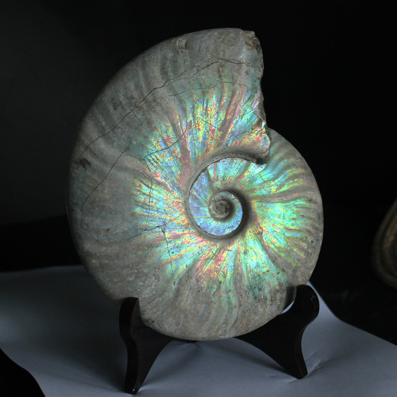 水玉冰魄天然斑彩螺原矿摆件原石螺化石彩虹泥螺萤光蓝金手把实物,淘宝优惠券,粉丝福利购,淘宝优惠卷