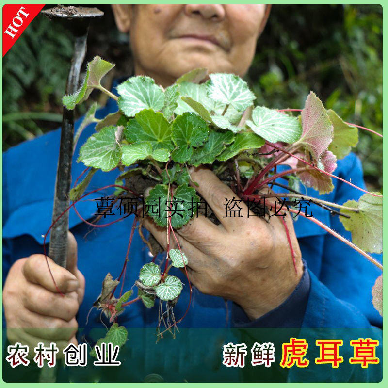 虎耳草新鲜通耳草金丝荷盆栽绿植园艺假山造景18颗根部苔藓保湿装 - 图0