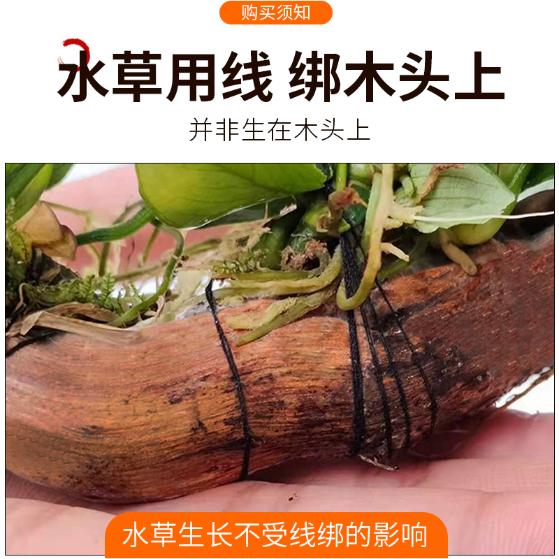 水榕水草植物鱼缸造景阴性淡水懒人活体大叶榕黄金迷你榕沉木真草