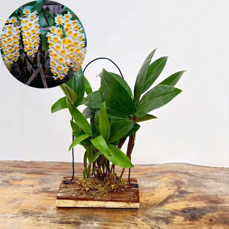 （带木板）石斛种板栽好铁皮金钗鼓槌报春玫瑰天宫球花麝香黄贝壳,淘宝优惠券,粉丝福利购,淘宝优惠卷