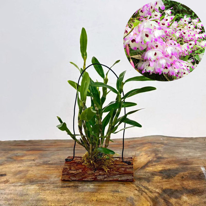 （带木板）石斛种板栽好铁皮金钗鼓槌报春玫瑰天宫球花麝香黄贝壳,淘宝优惠券,粉丝福利购,淘宝优惠卷