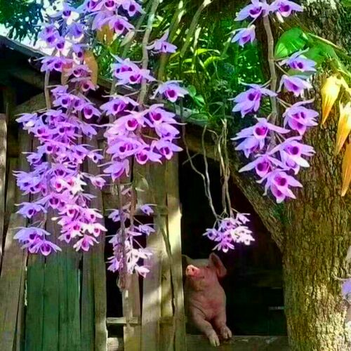 稀有檀香石斛 有香味原生檀香石斛苗 阳台观花 花园盆栽 盆景花苗 - 图3