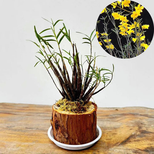 姬竹叶石斛 盆景观赏杈枝细叶石斛兰附生吊兰花卉 绿植盆栽 包邮 - 图1