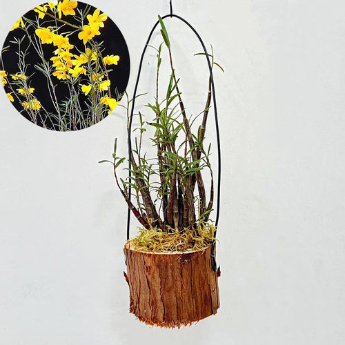 姬竹叶石斛 盆景观赏杈枝细叶石斛兰附生吊兰花卉 绿植盆栽 包邮 - 图0