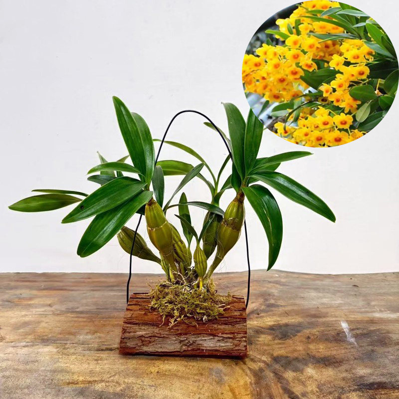 （带木板）石斛种板栽好铁皮金钗鼓槌报春玫瑰天宫球花麝香黄贝壳,淘宝优惠券,粉丝福利购,淘宝优惠卷