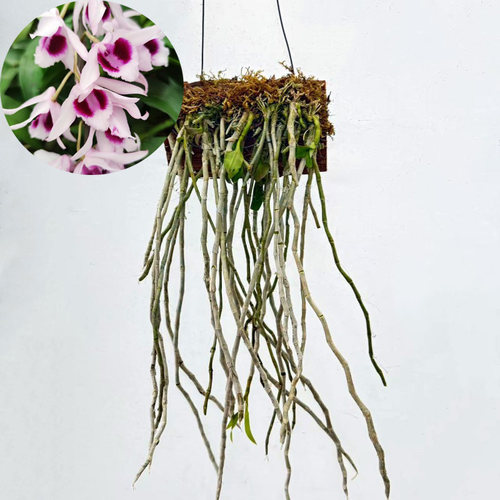 稀有檀香石斛 有香味原生檀香石斛苗 阳台观花 花园盆栽 盆景花苗 - 图1