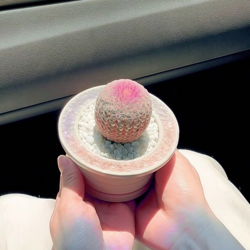 红太阳实生仙人球开花多肉植物办公室内好养桌面懒人盆栽绿植花卉 - 图0