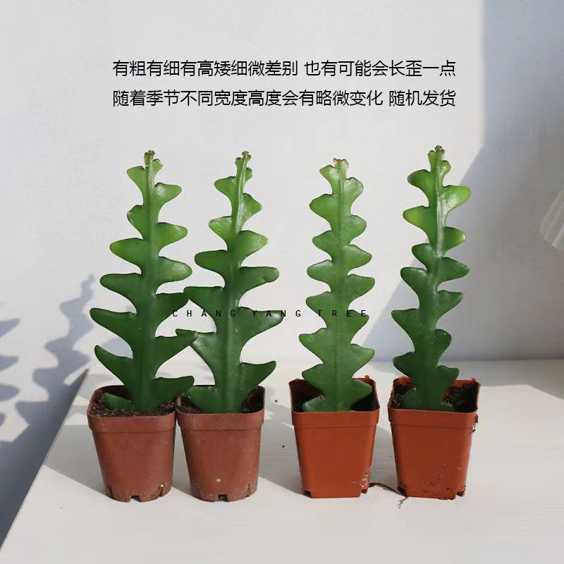 【鱼骨令箭】昙花多肉植物办公室内网红ins北欧绿植花卉盆栽好养 - 图3