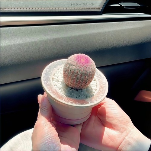 红太阳实生仙人球开花多肉植物办公室内好养桌面懒人盆栽绿植花卉 - 图1