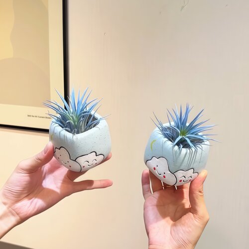 蓝精灵空气凤梨无土植物工位小摆件办公室内桌面客厅绿植花卉盆栽 - 图2