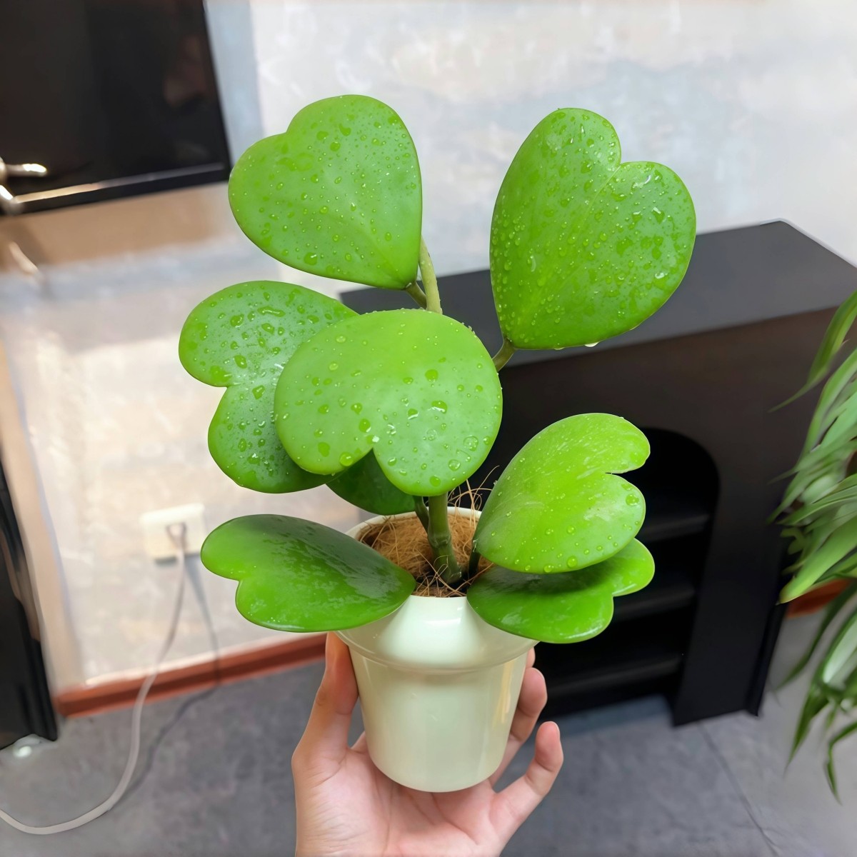 心叶球兰一片心心形多肉植物耐阴办公室内客厅桌面绿植花卉盆栽,淘宝优惠券,粉丝福利购,淘宝优惠卷