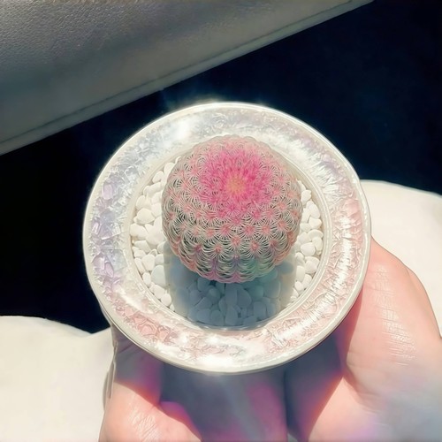 红太阳实生仙人球开花多肉植物办公室内好养桌面懒人盆栽绿植花卉 - 图3