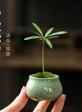 哥窑小花盆拇指陶瓷盆绿植九里香
