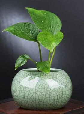 哥窑铜钱草绿萝水培花盆陶瓷水养