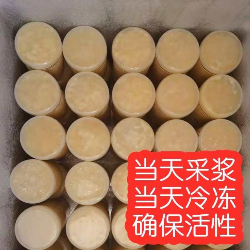 【拍三发四】蜂王浆 东北黑蜂椴树 农家自产纯野生天然蜂皇浆500g