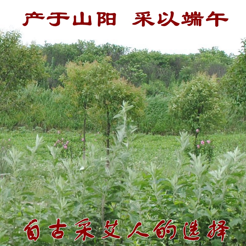 艾叶 艾草艾叶草 干艾草叶泡脚包泡澡家用散哎野生新鲜制艾绒艾条 - 图2