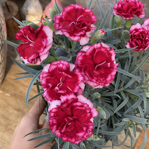 康乃馨盆栽花苗初吻奥斯卡奶芙蜜桃花期长三八妇女节母亲节送花 - 图1