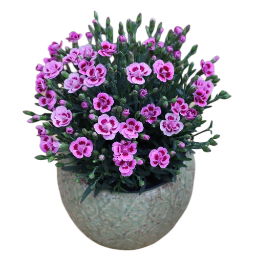 康乃馨盆栽花苗初吻奥斯卡奶芙蜜桃花期长三八妇女节母亲节送花 - 图3