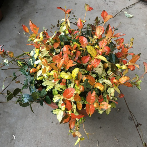 花叶络石盆栽黄金络石爬藤攀援垂吊常绿藤蔓植物地被耐寒耐热花园 - 图1