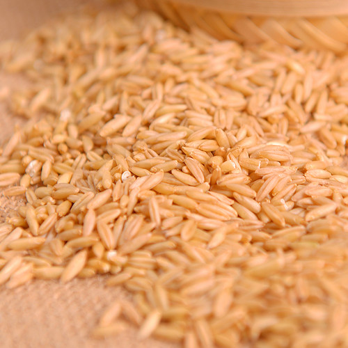 燕麦米东北当季2022年纯新米裸麦农家五谷杂粮粗粮全胚芽米5斤装-图2