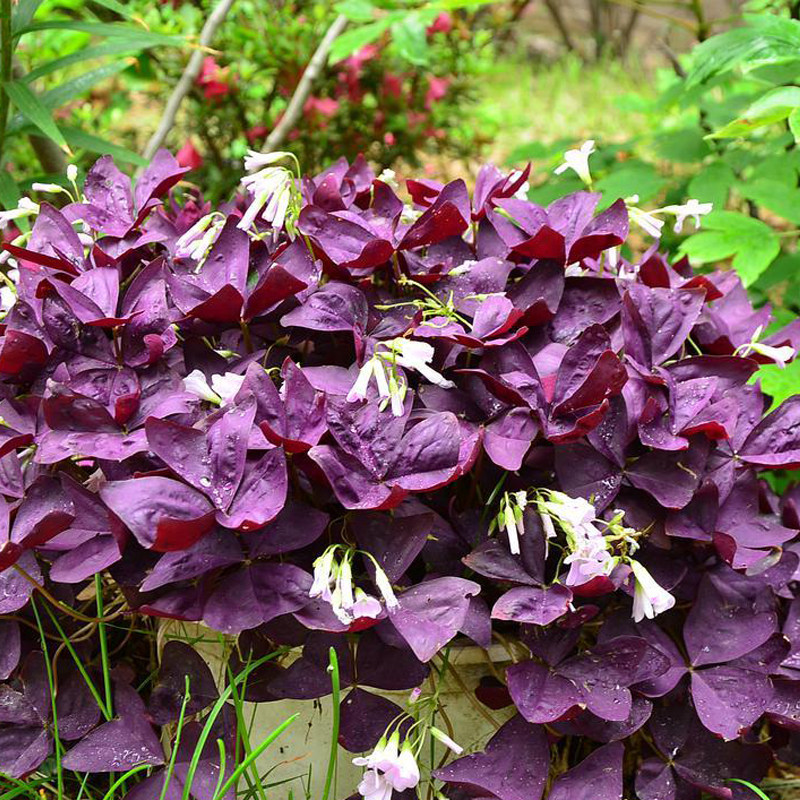 紫叶酢浆草籽酢浆草种球多年生幸运草庭院绿植盆栽开花园林绿化,淘宝优惠券,粉丝福利购,淘宝优惠卷