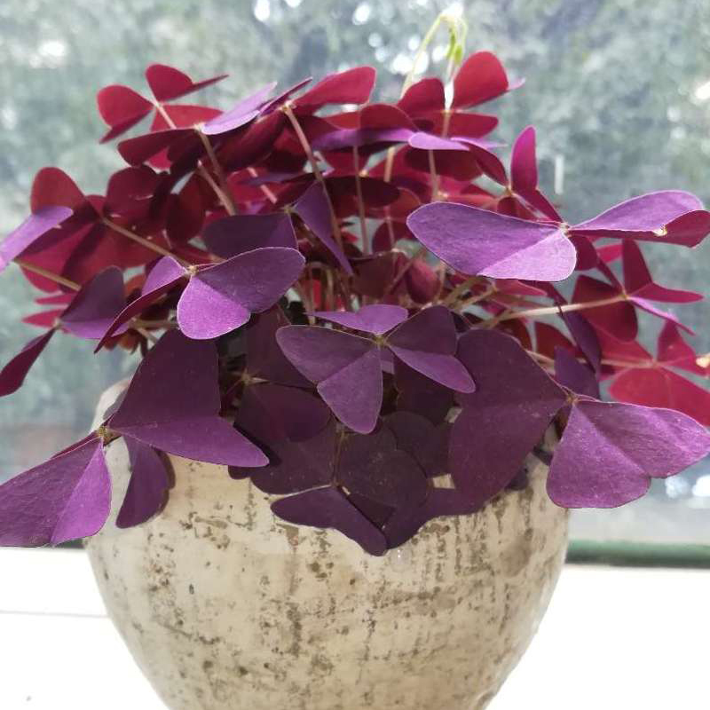 紫叶酢浆草籽酢浆草种球多年生幸运草庭院绿植盆栽开花园林绿化,淘宝优惠券,粉丝福利购,淘宝优惠卷