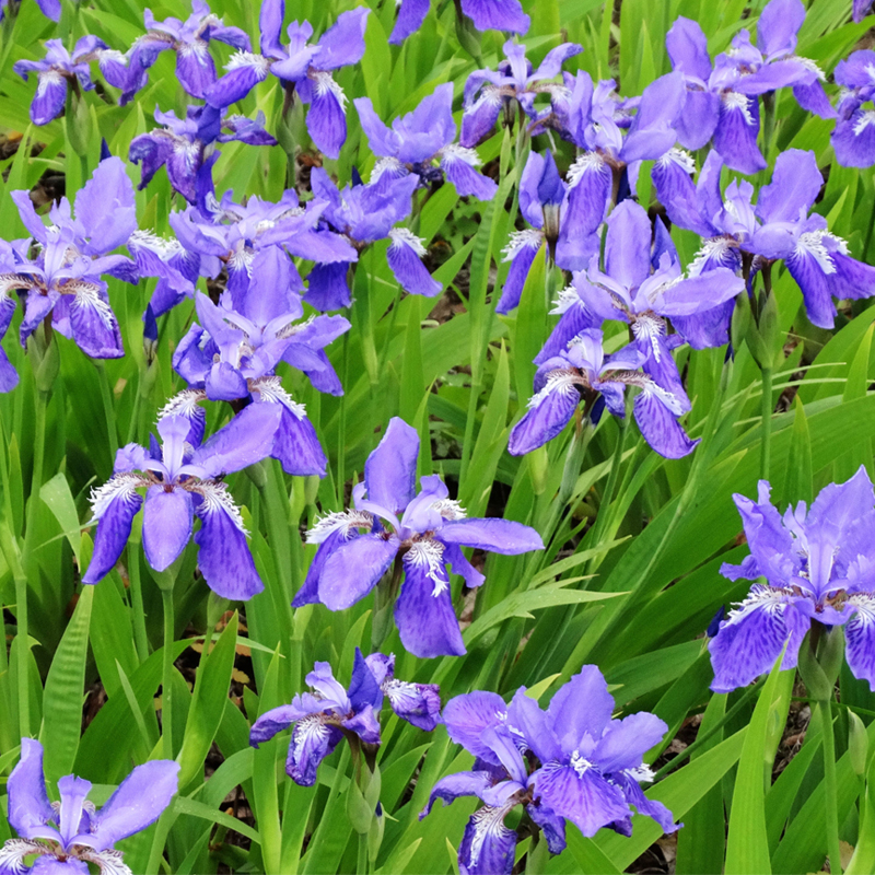 蓝花鸢尾种子多年生宿根花卉黄花鸢尾种籽四季播种庭院花海打造 - 图0