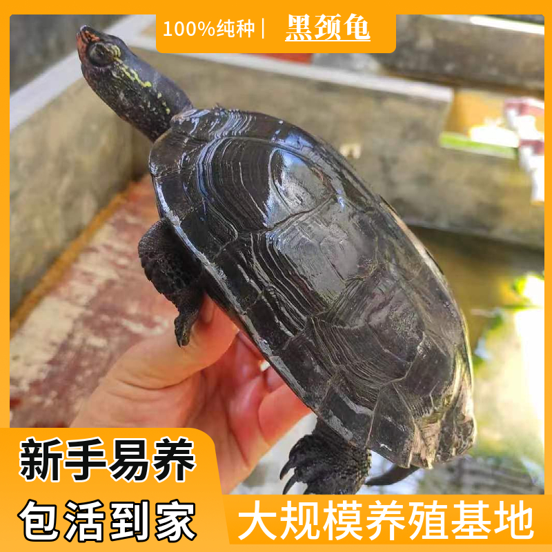 纯黑颈龟纯种韶关黑颈乌龟广西黑颈乌龟幼苗活体黑龟观赏龟招财小,淘宝优惠券,粉丝福利购,淘宝优惠卷