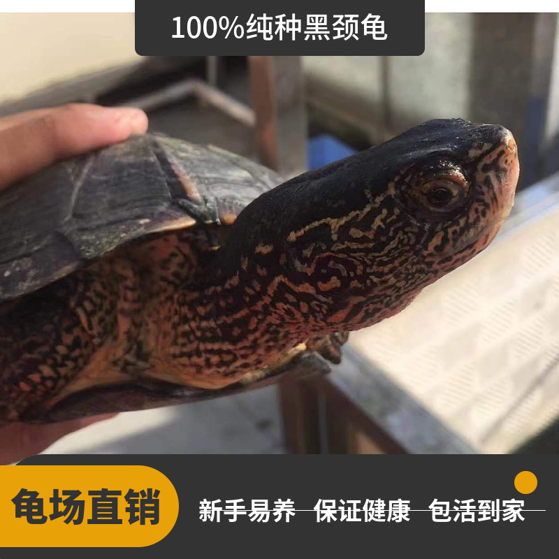 纯黑颈龟纯种韶关黑颈乌龟广西黑颈乌龟幼苗活体黑龟观赏龟招财小,淘宝优惠券,粉丝福利购,淘宝优惠卷