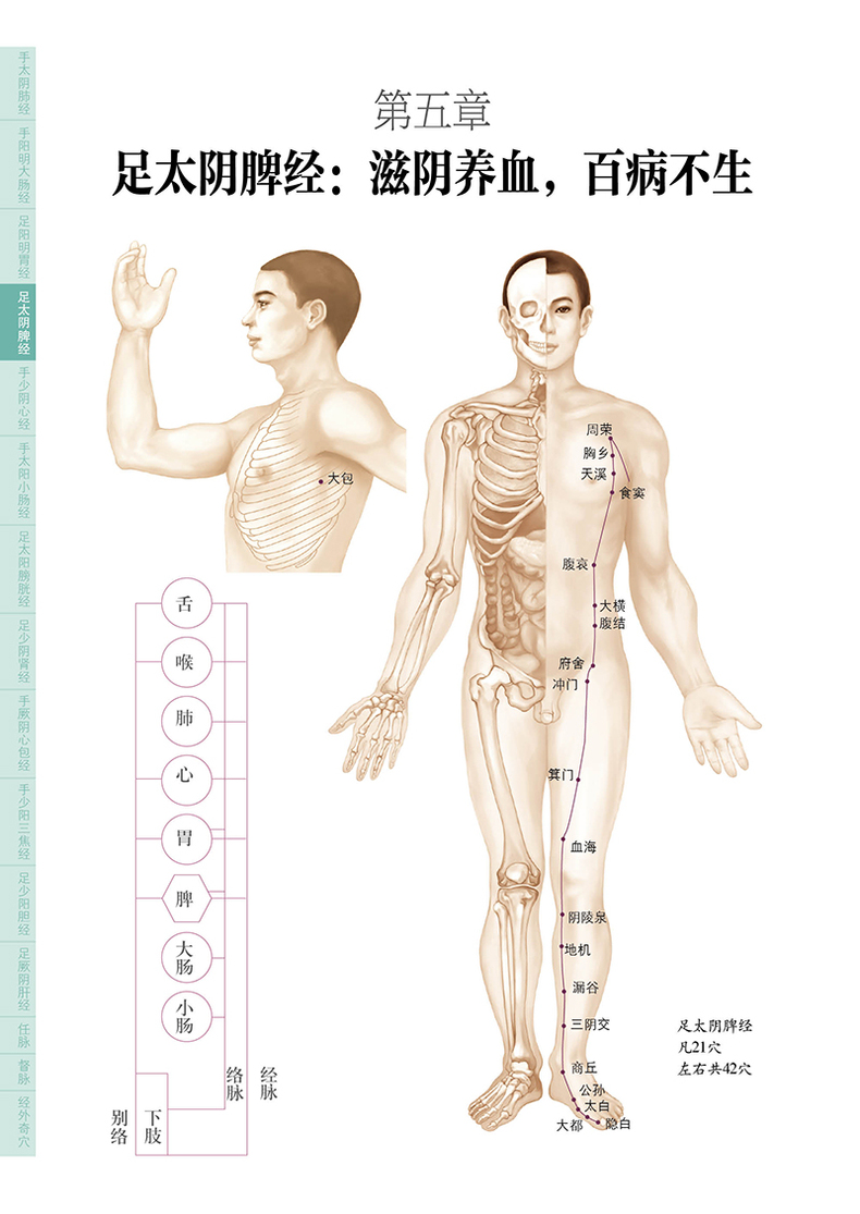 经络穴位按摩大全穴位推拿按摩书籍中医养生书籍大全人体经络穴位图图册快速找穴位书健康养生医学类书零基础入门学会中医调理理论-图1