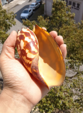 天然海螺贝壳黄玉米鱼缸标本芋螺