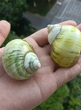 热卖天然海螺贝壳牛油果螺寄居蟹替换壳鱼缸造景水族箱装饰摆件