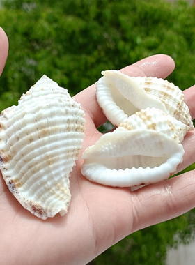 方格皱螺天然稀有海螺贝壳标本螺鱼缸水族造景装饰地中海家居收藏