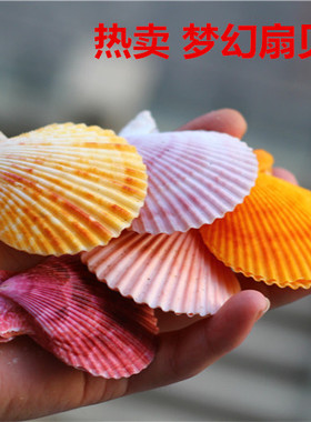 热卖天然海螺贝壳梦幻扇贝姐妹贝魁蛤蜊鱼缸水族造景摄影拍摄装饰