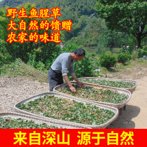 (Wild Hearthoutback Dry) Mountain farmhouse Self-tanning New goods Folding Ear Root Dry Houthouta Bubble Tea Water 500g
