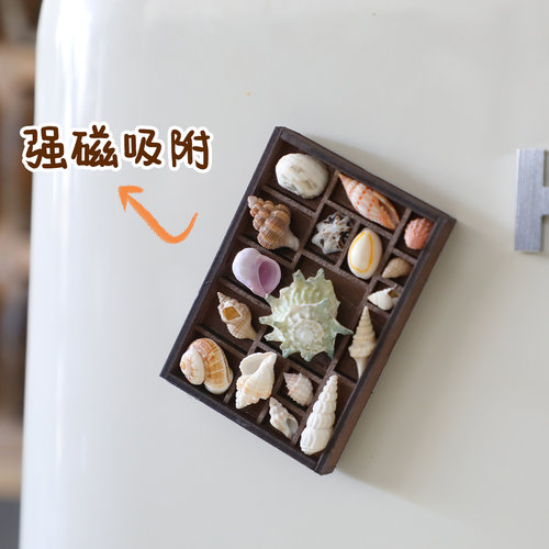 复古迷你贝壳海螺相框冰箱贴海边文创礼物海螺标本收藏收纳盒礼品 - 图2