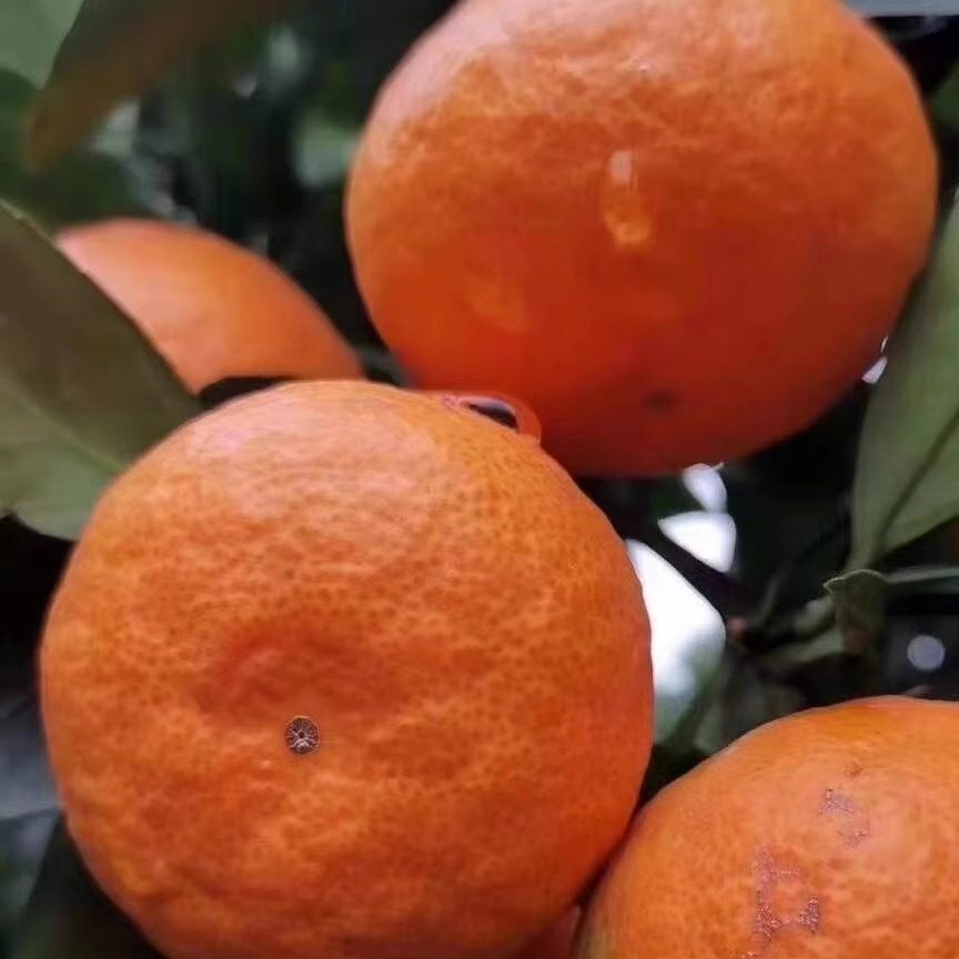 自产自销浙江台州临海正宗高山涌泉早熟蜜橘产地直发当季水果现摘,淘宝优惠券,粉丝福利购,淘宝优惠卷