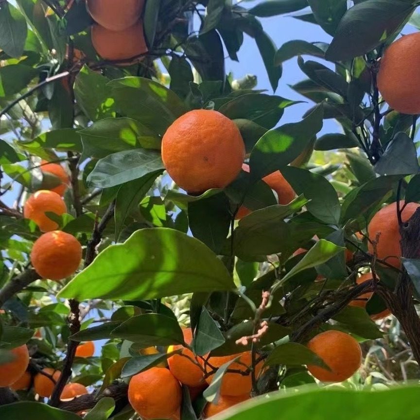 自产自销浙江台州临海正宗高山涌泉早熟蜜橘产地直发当季水果现摘,淘宝优惠券,粉丝福利购,淘宝优惠卷