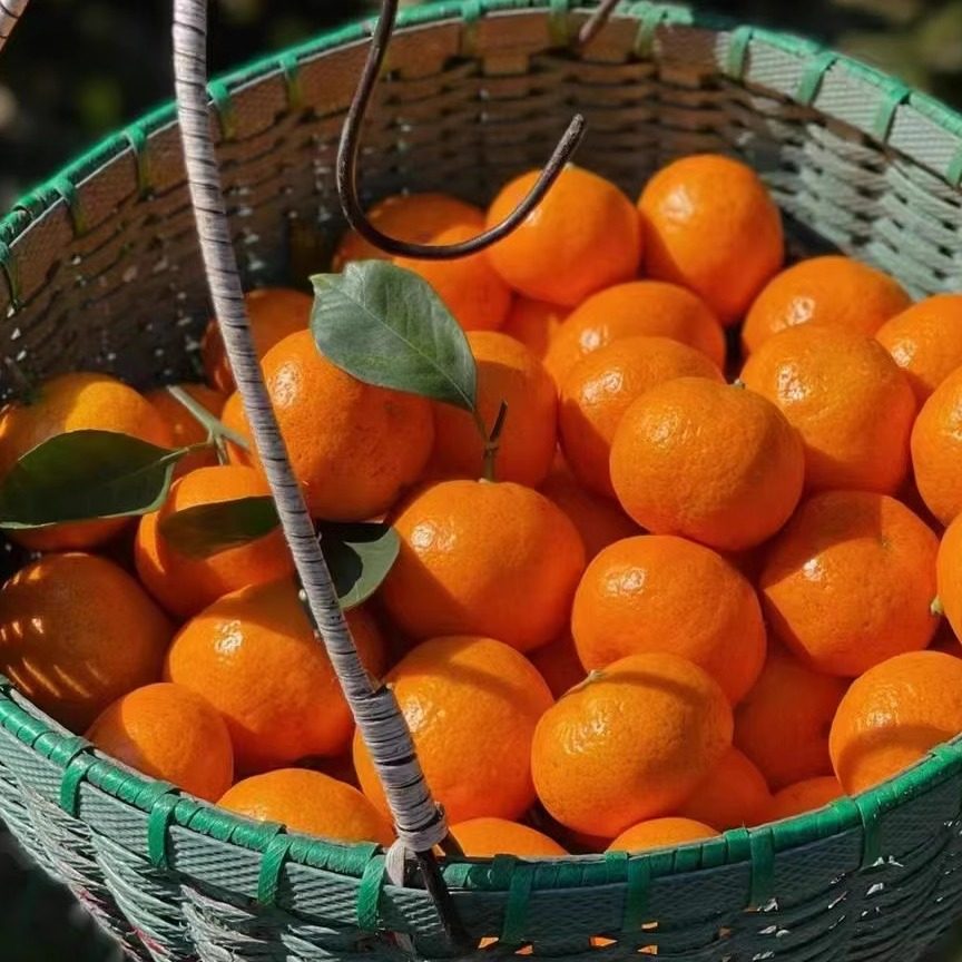 自产自销浙江台州临海正宗高山涌泉早熟蜜橘产地直发当季水果现摘,淘宝优惠券,粉丝福利购,淘宝优惠卷