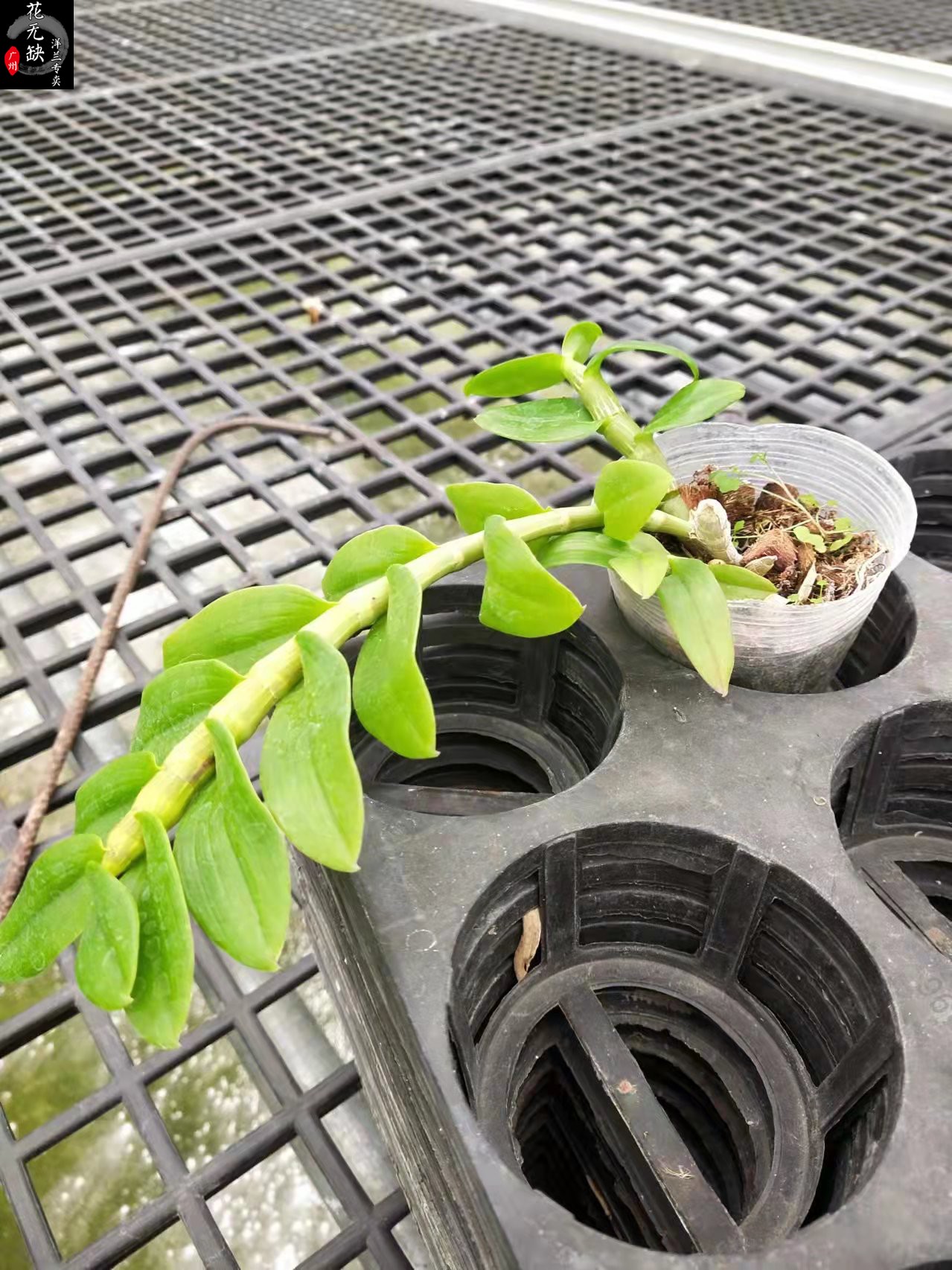 随机色麝香石斛Dendrobium parishii 2.8寸4～6苗 带花高麝香2盆