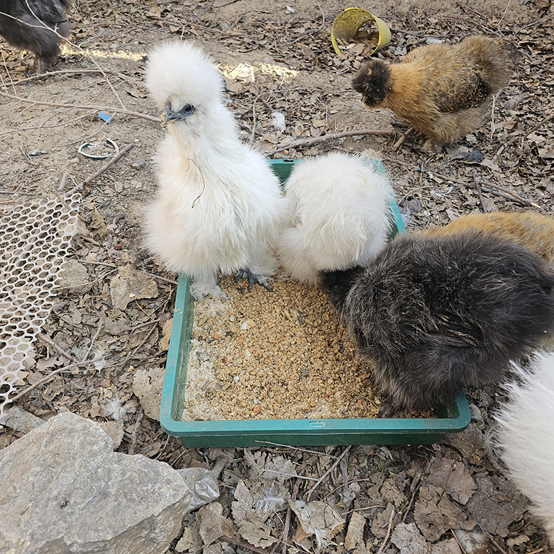 希尔宠物鸡活物多色玩具家禽可孵化受精种蛋观赏鸡小型幼鸡成年鸡 - 图0