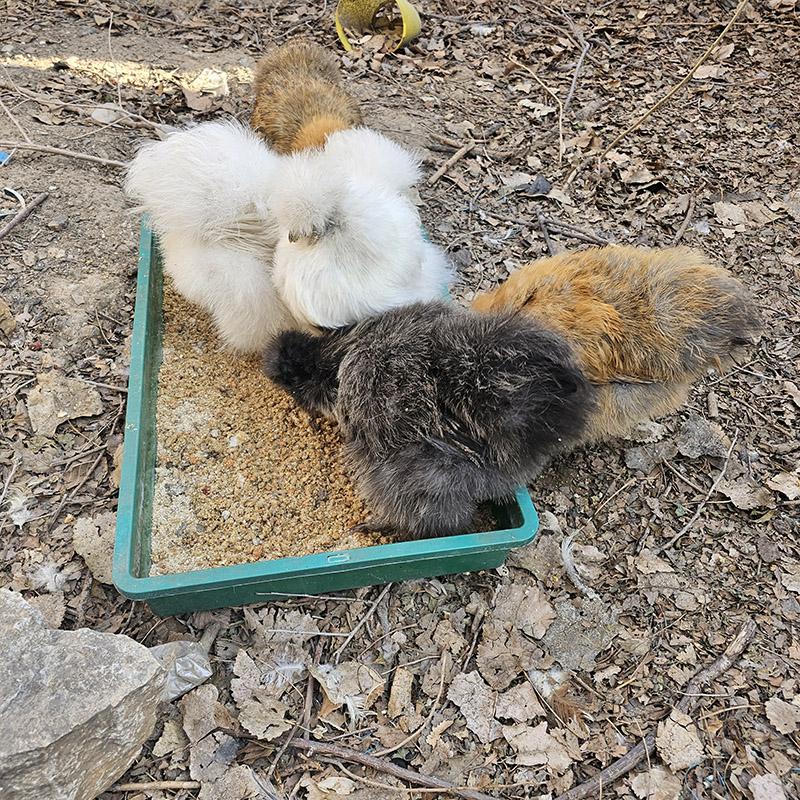 希尔宠物鸡活物多色玩具家禽可孵化受精种蛋观赏鸡小型幼鸡成年鸡 - 图2