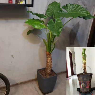 滴水观音绿植水培植物水培富贵竹绿萝龟背竹万年青合果芋大叶绿植 虎窝淘