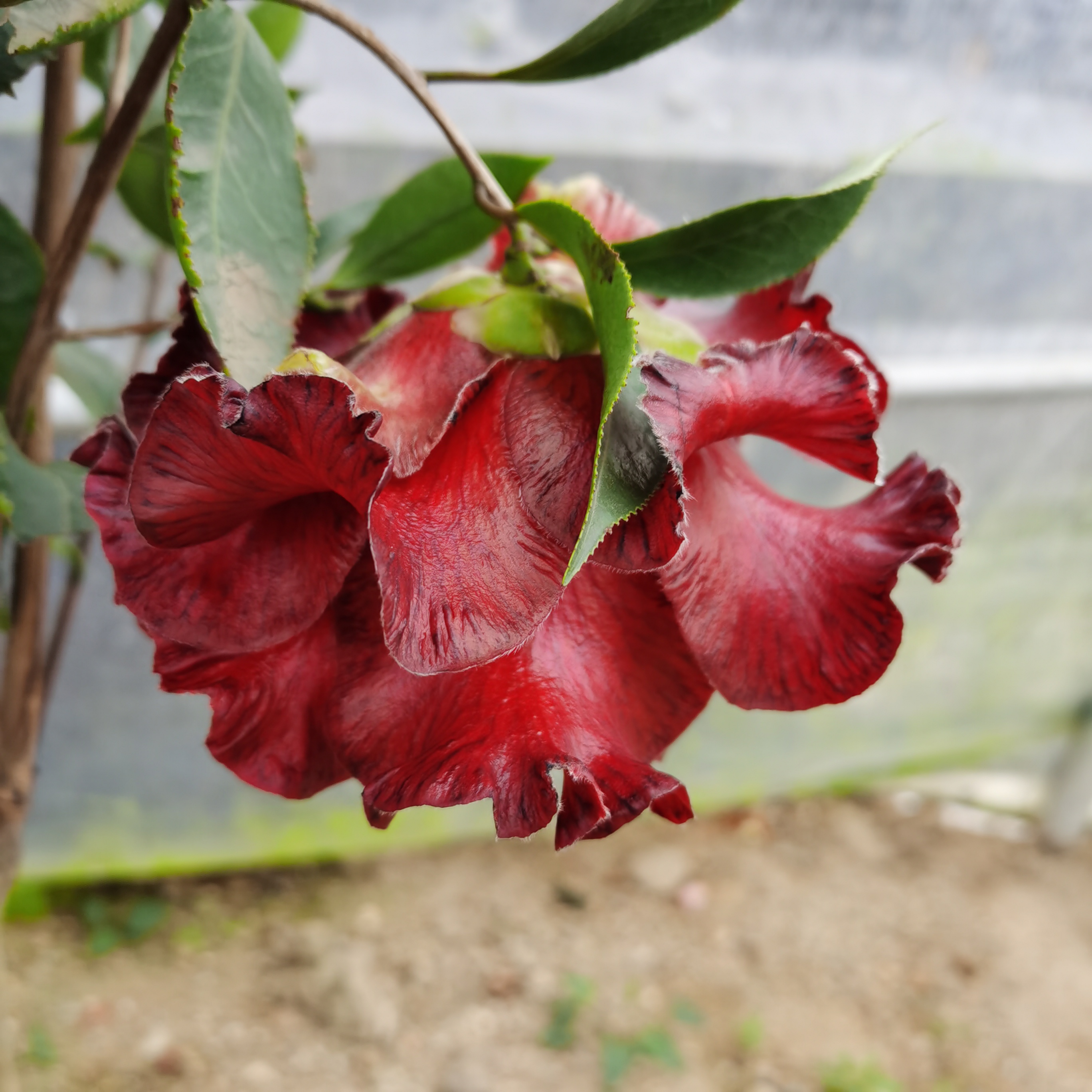 黑魔法茶花盆栽苗室内绿植盆栽名贵花卉庭院阳台当年开花观花观叶-图0